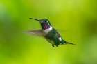 Ecuador-Guango. White-bellied woodstar hummingbird in flight. Art Print